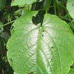 Clerodendrum japonicum Yaprak