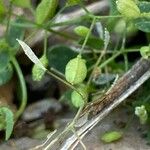 Hornungia procumbens Ffrwyth