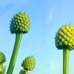 Eryngium horridum Flower