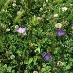 Eudianthe coeli-rosa Flower