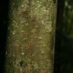 Pradosia ptychandra Bark