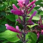 Salvia involucrata Кветка