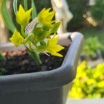 Allium moly Квітка
