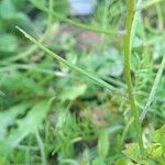 Sisymbrium erysimoides Fruit