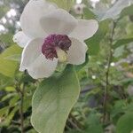 Magnolia sieboldii Flower