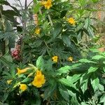 Allamanda schottii Flower