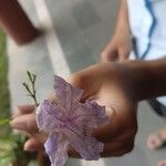 Ruellia ciliatiflora Blomst