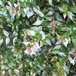 Abelia x grandiflora Цвят