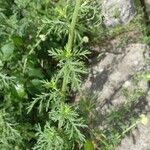 Achillea ligustica Blatt