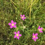 Sabatia campestris موطن