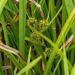 Sparganium erectum Fruit