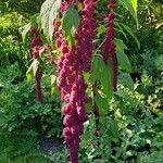 Amaranthus caudatus Цвят