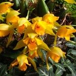 Lycaste bradeorum