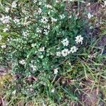 Cardamine hirsutaFlower