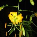 Lilium henryi Flor