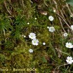 Androsace lactea Staniste