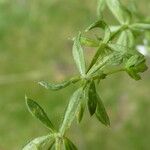 Galium palustre পাতা