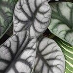 Alocasia baginda Лист