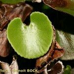 Adiantum reniforme Лист