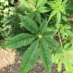 Cleome hassleriana Blad