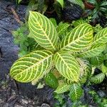 Sanchezia nobilis Folha