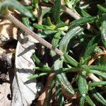 Cistus umbellatus Feuille