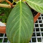 Drymonia conchocalyx Leaf