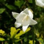 Campanula alliariifolia 花