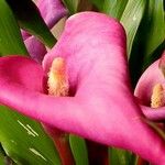 Zantedeschia rehmannii Flor