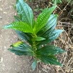 Ixanthus viscosus Leaf