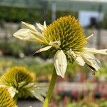 Echinacea purpurea Цвят