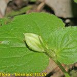 Viola × uechtritziana Leaf