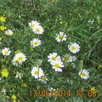 Anthemis ruthenica Flors