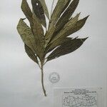 Rauvolfia serpentina Other