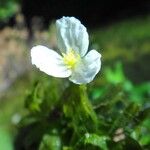 Egeria densa Λουλούδι