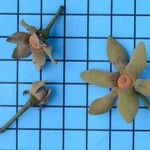 Guatteria australis Flower