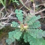 Biophytum umbraculum Hoja