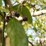 Euonymus japonicus ഫലം