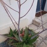 Aloe maculata Leaf