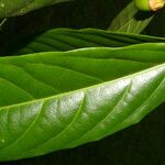 Ocotea dendrodaphne Leaf