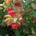 Viburnum opulusFruit