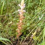 Phelipanche purpurea Mosusu