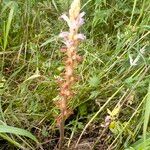 Orobanche purpurea Anders