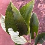 Zanthoxylum rhoifolium Leaf