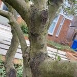 Garrya elliptica Bark