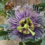 Passiflora incarnata 花