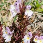 Euphrasia salisburgensis Lorea