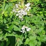 Saponaria officinalisBlomst