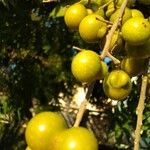 Sapindus saponaria Fruit