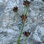Juncus alpinoarticulatus Virág